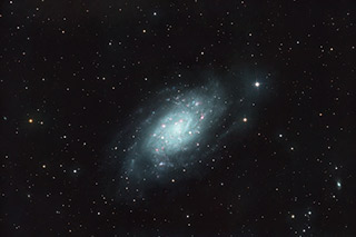Image du mois d'avril 2025 | La galaxie NGC 2403 par Pierre Henrotay